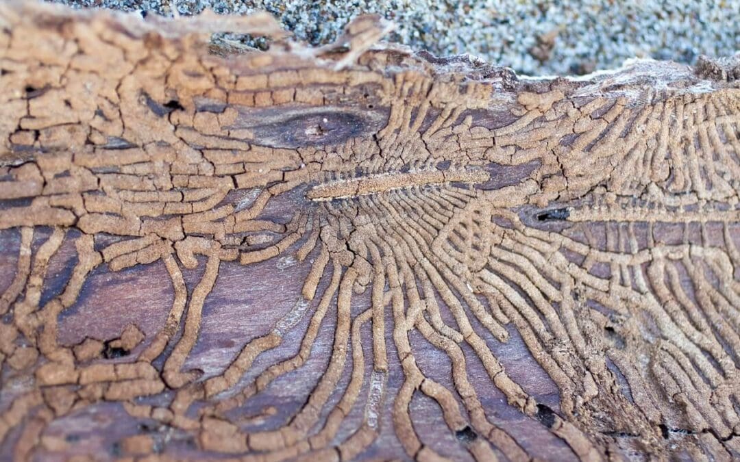 Signs of Termites