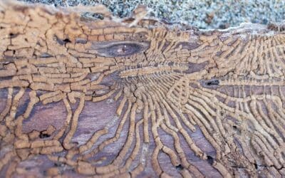 Hidden Invaders: Learn the Early Signs of Termites Before It’s Too Late